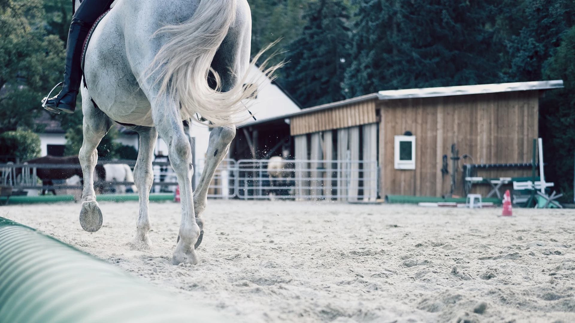 Cavalier en carrière