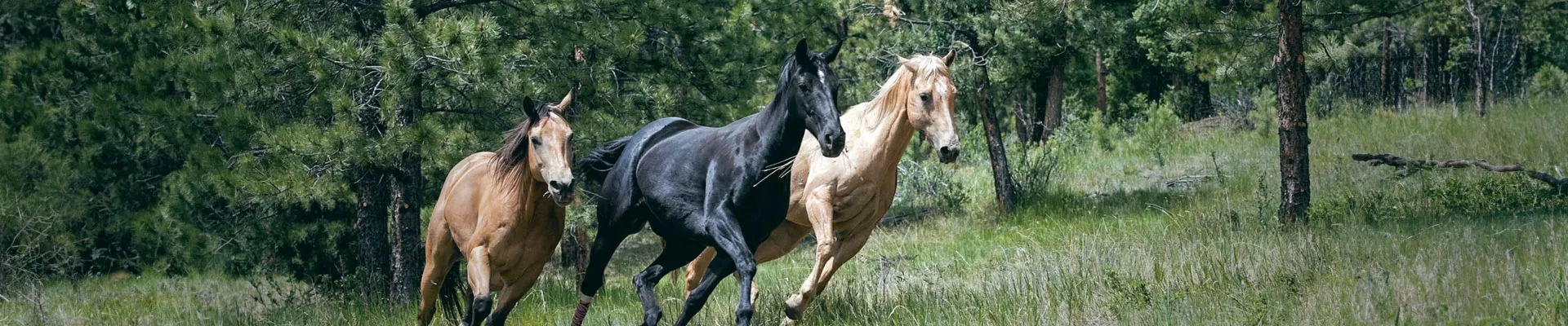 Chevaux en liberté dans la forêt