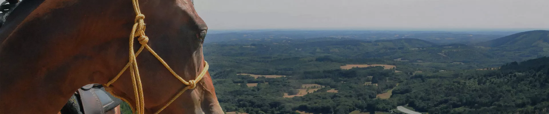 Cheval qui regarder à droite