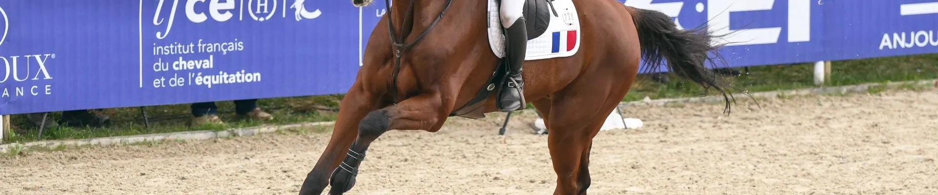 Sport équestre, cheval et son cavalier en concours