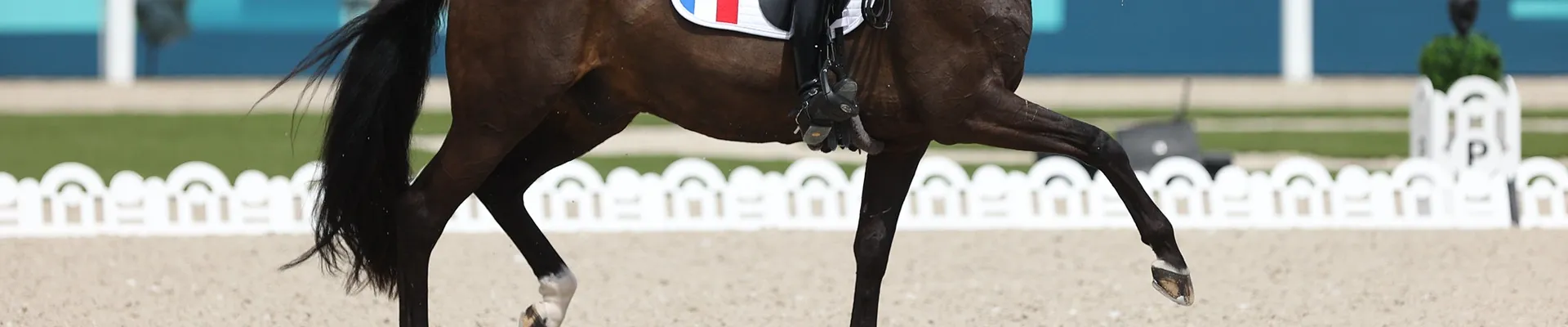Header de la discipline dressage
