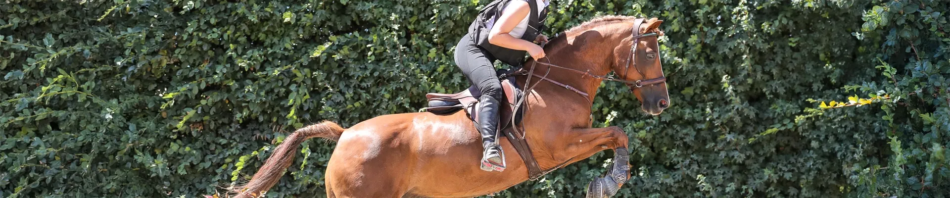 Cavalier à l'obstacle en hunter