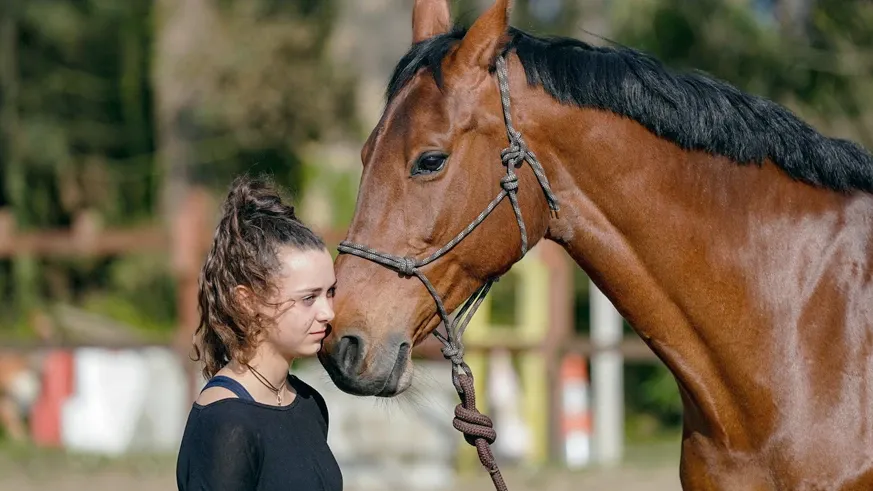 Moniteur en Médiation avec les équidés