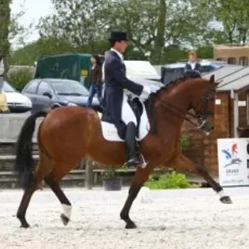 Cavalier en dressage