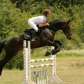 Cavalier en concours CSO - Saut d'obstacles