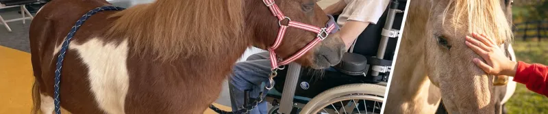 Cheval dans une maison de retraite - Cheval & Diversité