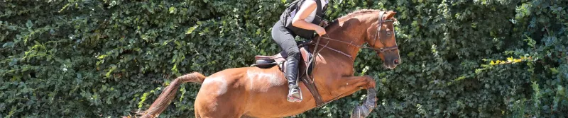 Cavalier à l'obstacle en hunter