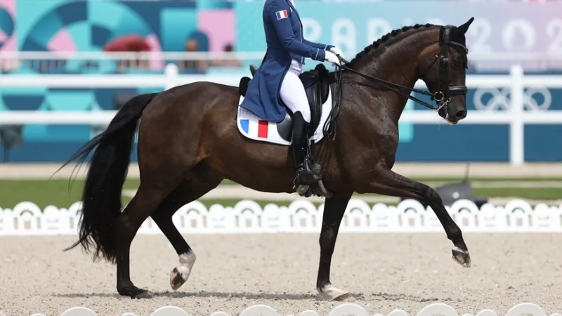 Teaser de la discipline dressage