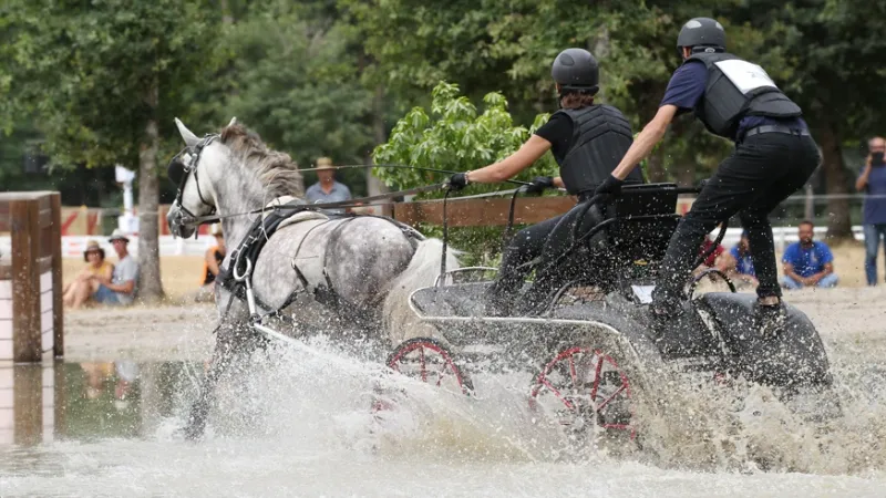Attelage en compétition marathon